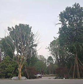 成都朴树园林绿化有限公司