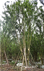 100公分多杆朴树价格是多少？