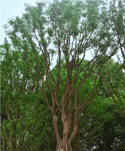 四川黄连木价格表，四川黄连木哪儿有卖？