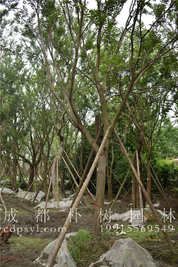 朴树在园林景观中的优势有哪些？