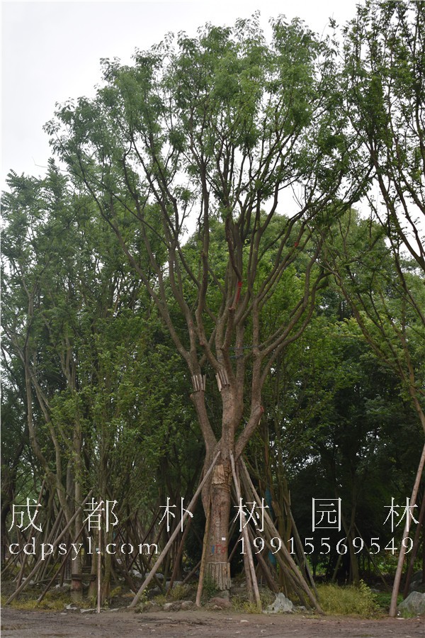 四川黄连木最新供应价格，哪儿有便宜的黄连木卖？