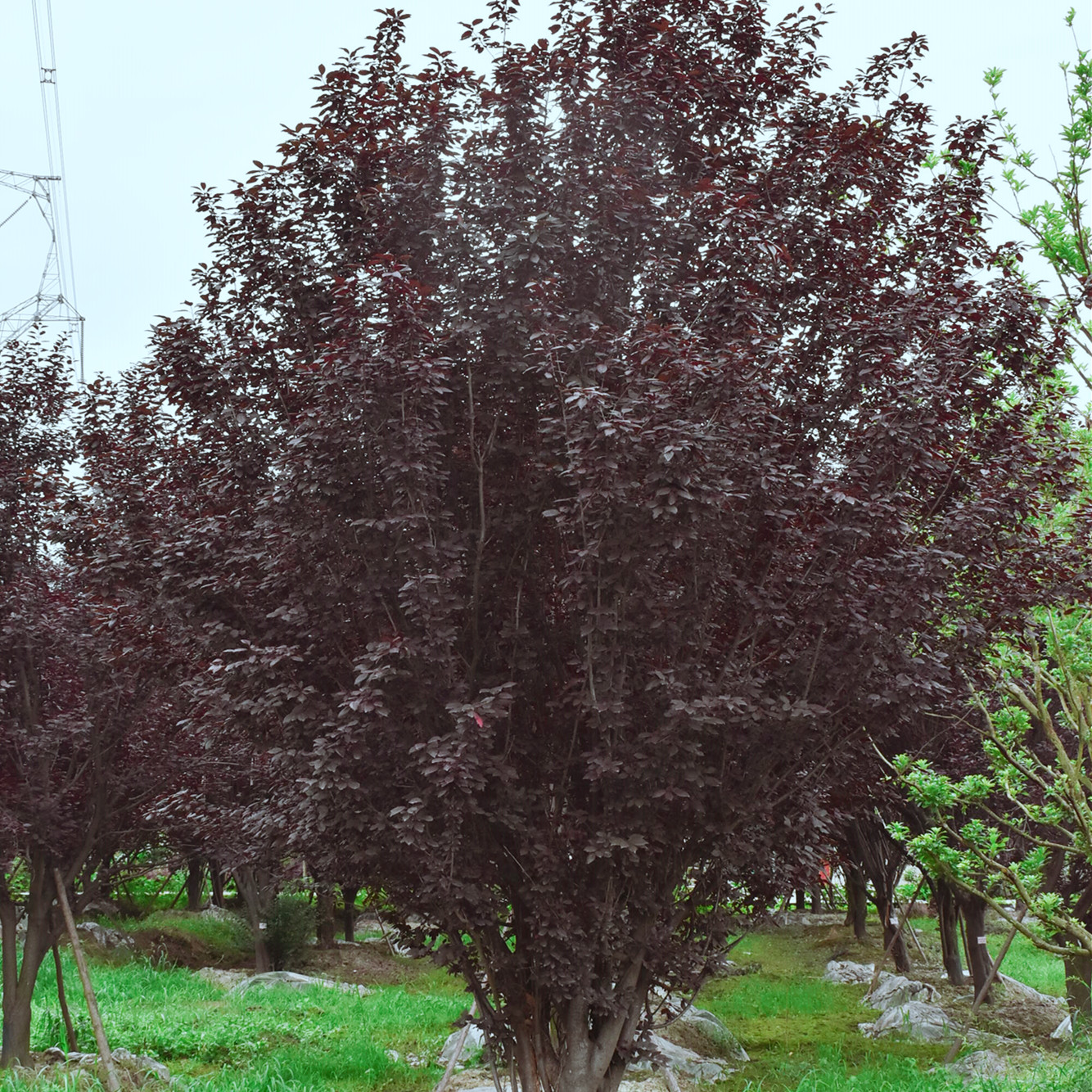 四川红叶李价格是多少？四川红叶李行情怎么样？