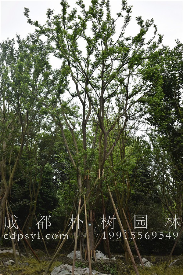 朴树种植在2019年的前景怎么样？