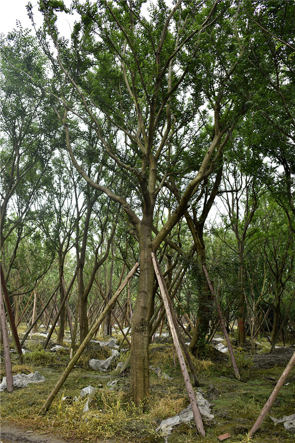 丛生朴树近期价格，2020年行情怎么样？