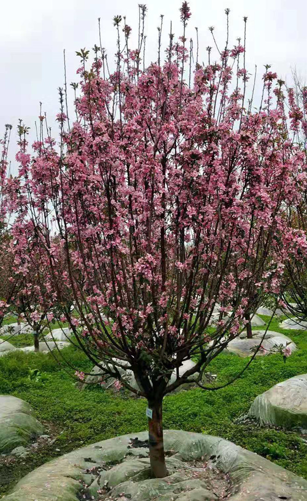 红叶李生产基地有哪些？成都红叶李生产基地在哪儿？