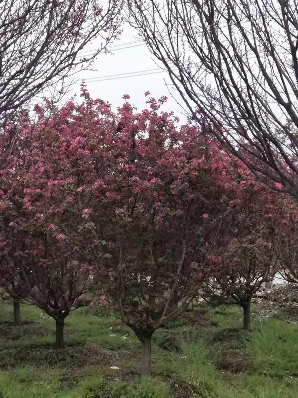 什么是八棱海棠树？八棱海棠树的价值有哪些？