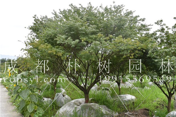 鸡爪槭种植前景怎么样？种植鸡爪槭赚钱吗？