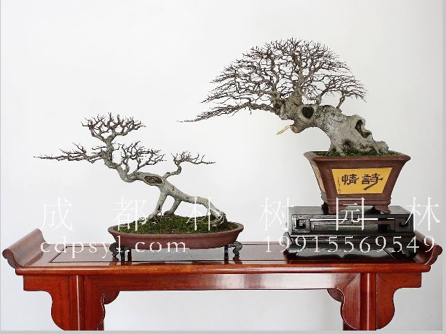 朴树盆景怎么样？朴树可以做盆景么？