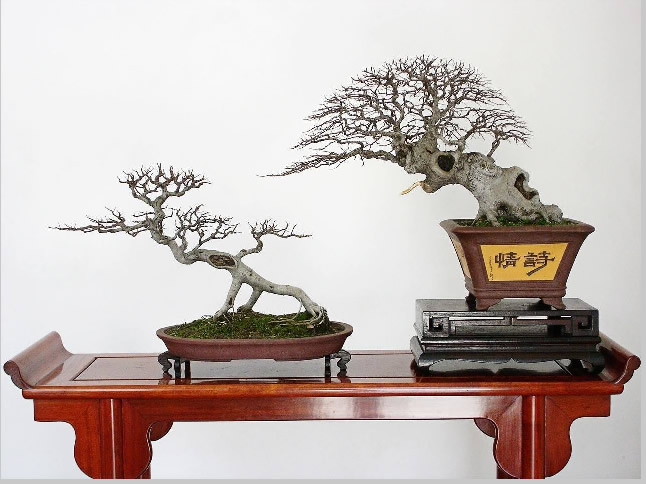 朴树盆景怎么样？朴树可以做盆景么？