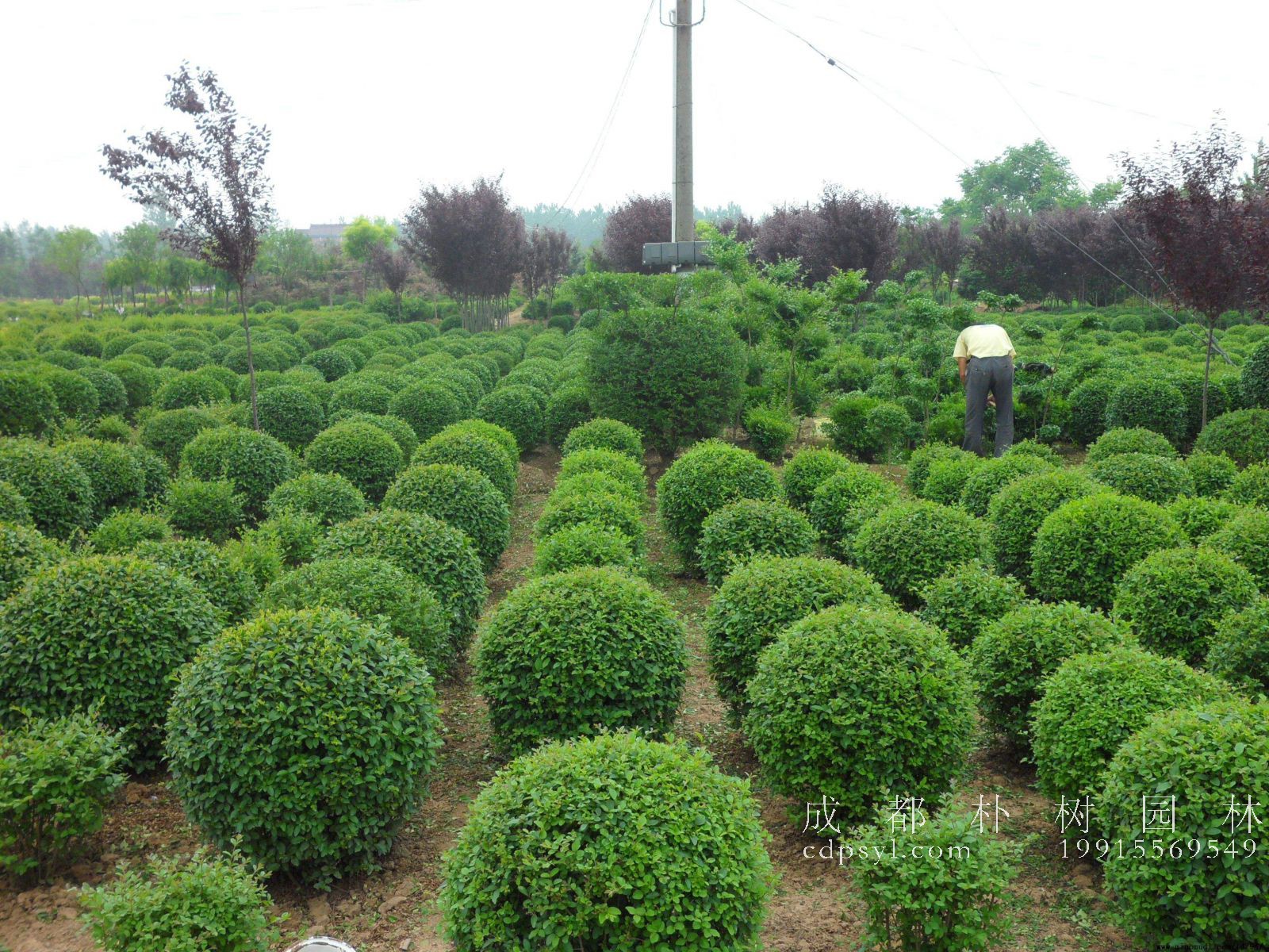 丛生苗木，怎么培育才合适？