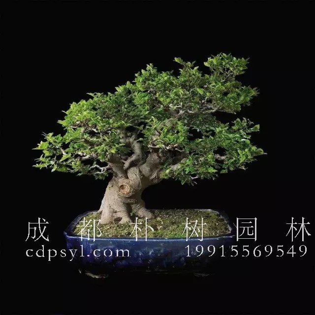 朴树盆景的放置场所、施肥、修剪以及病虫害防治