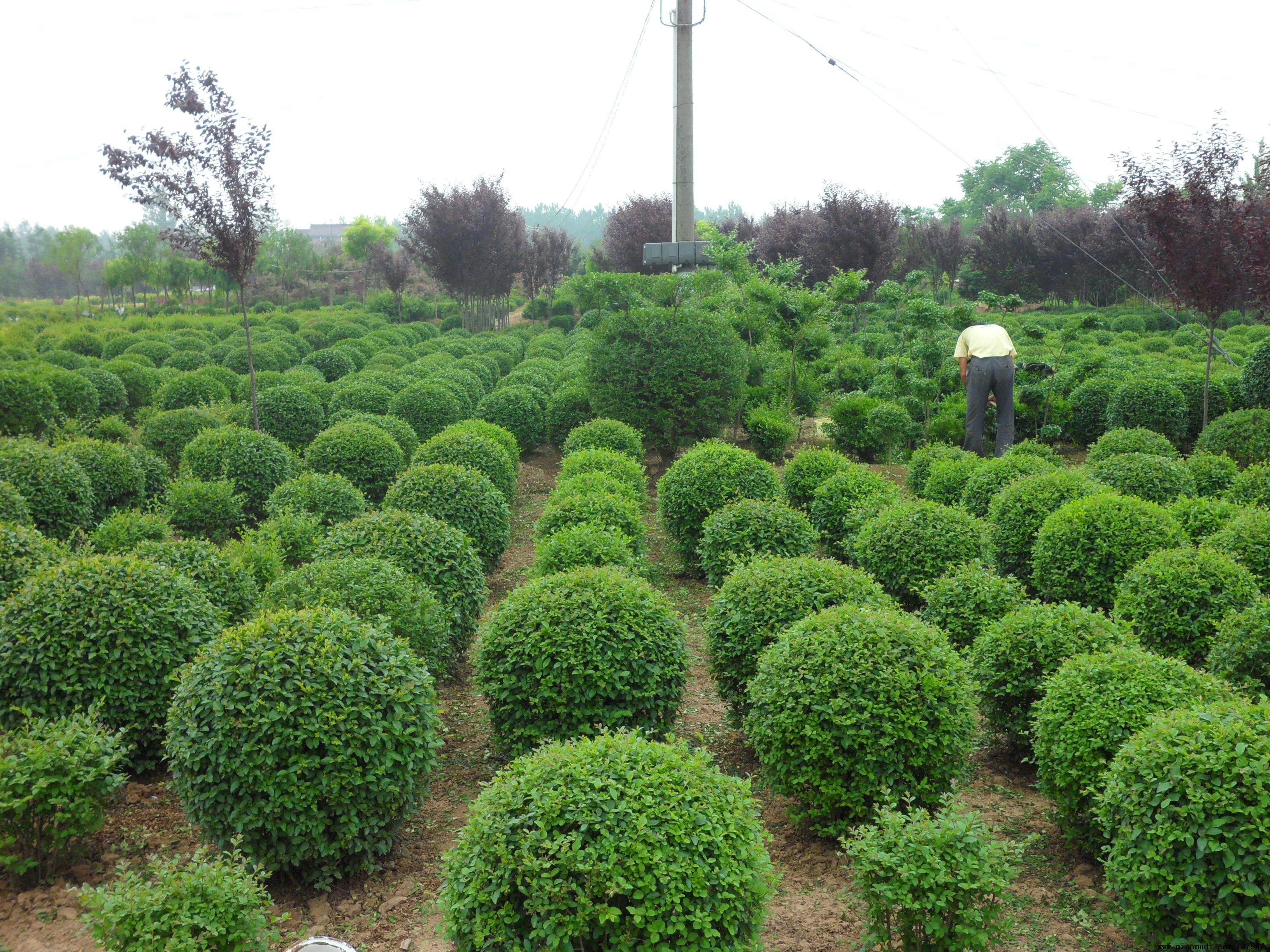 丛生苗木，怎么培育才合适？