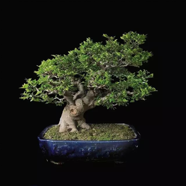 朴树盆景的放置场所、施肥、修剪以及病虫害防治