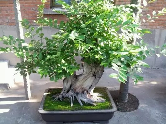 朴树盆景如何修剪？朴树盆景种植的注意事项有哪些？