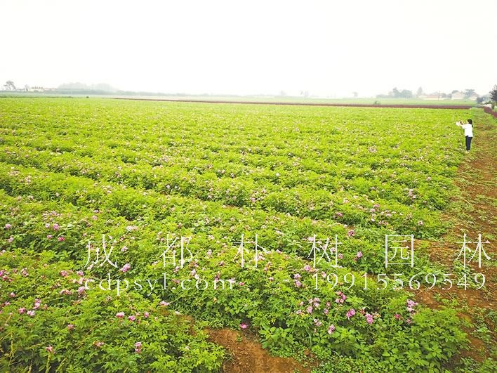 苗木花卉激活陕西“美丽经济”