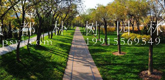 东城区园林绿化局多举措防治夏季病虫害