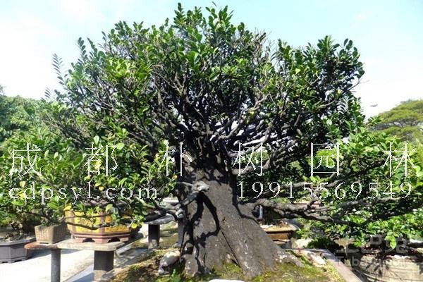 什么是朴树朴盾木虱？有哪些危害？怎么防治？