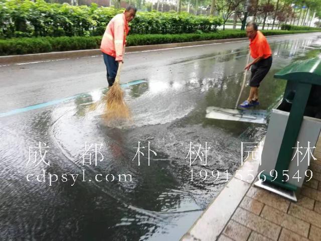 台风过后 潍坊园林环卫全面启动雨后恢复