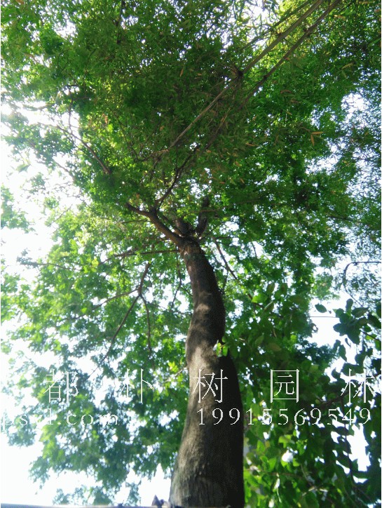 皂角树的种植效益如何，皂角树种植前景分析