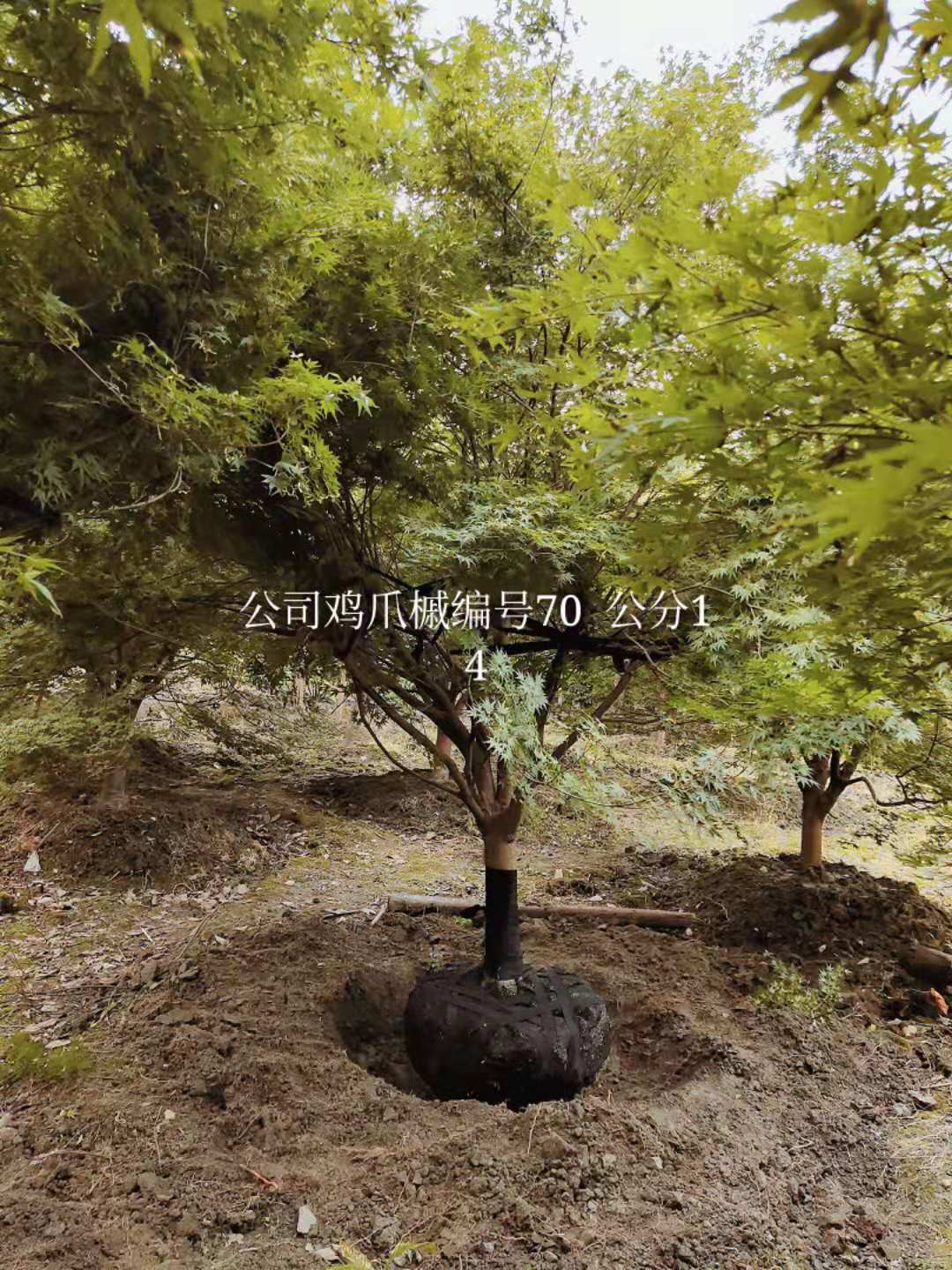 鸡爪槭种植和养护有哪些注意事项？