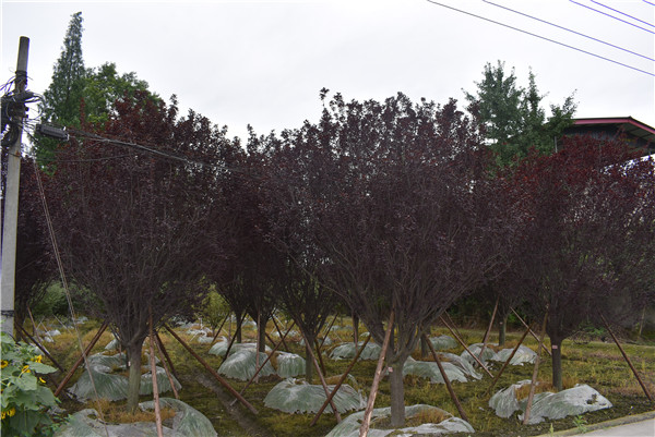 红叶李13公分多少钱，红叶李13公分产地在哪儿？