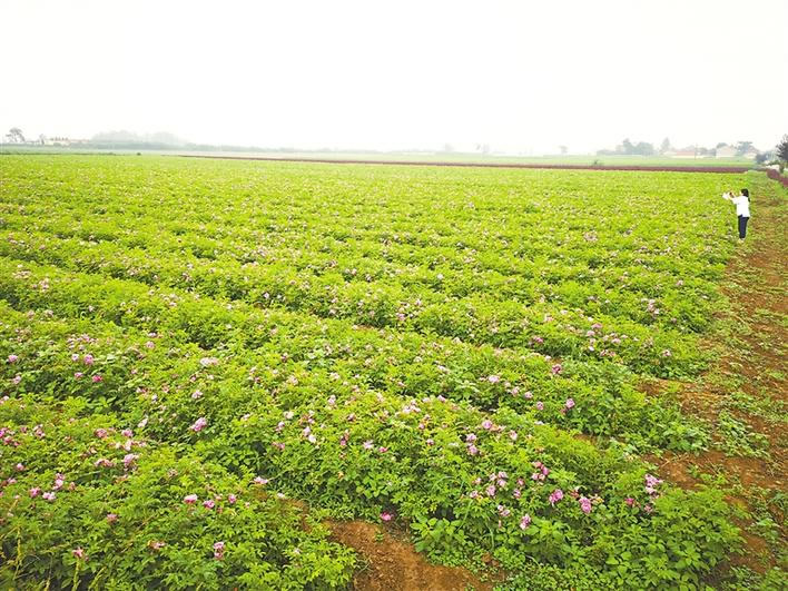 苗木花卉激活陕西“美丽经济”