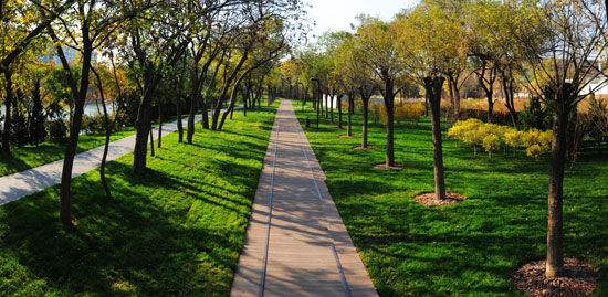 东城区园林绿化局多举措防治夏季病虫害