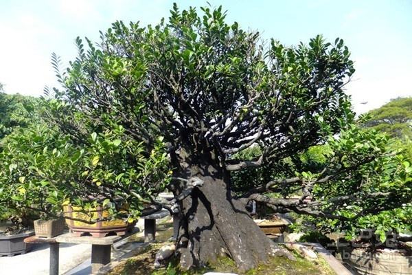 什么是朴树朴盾木虱？有哪些危害？怎么防治？