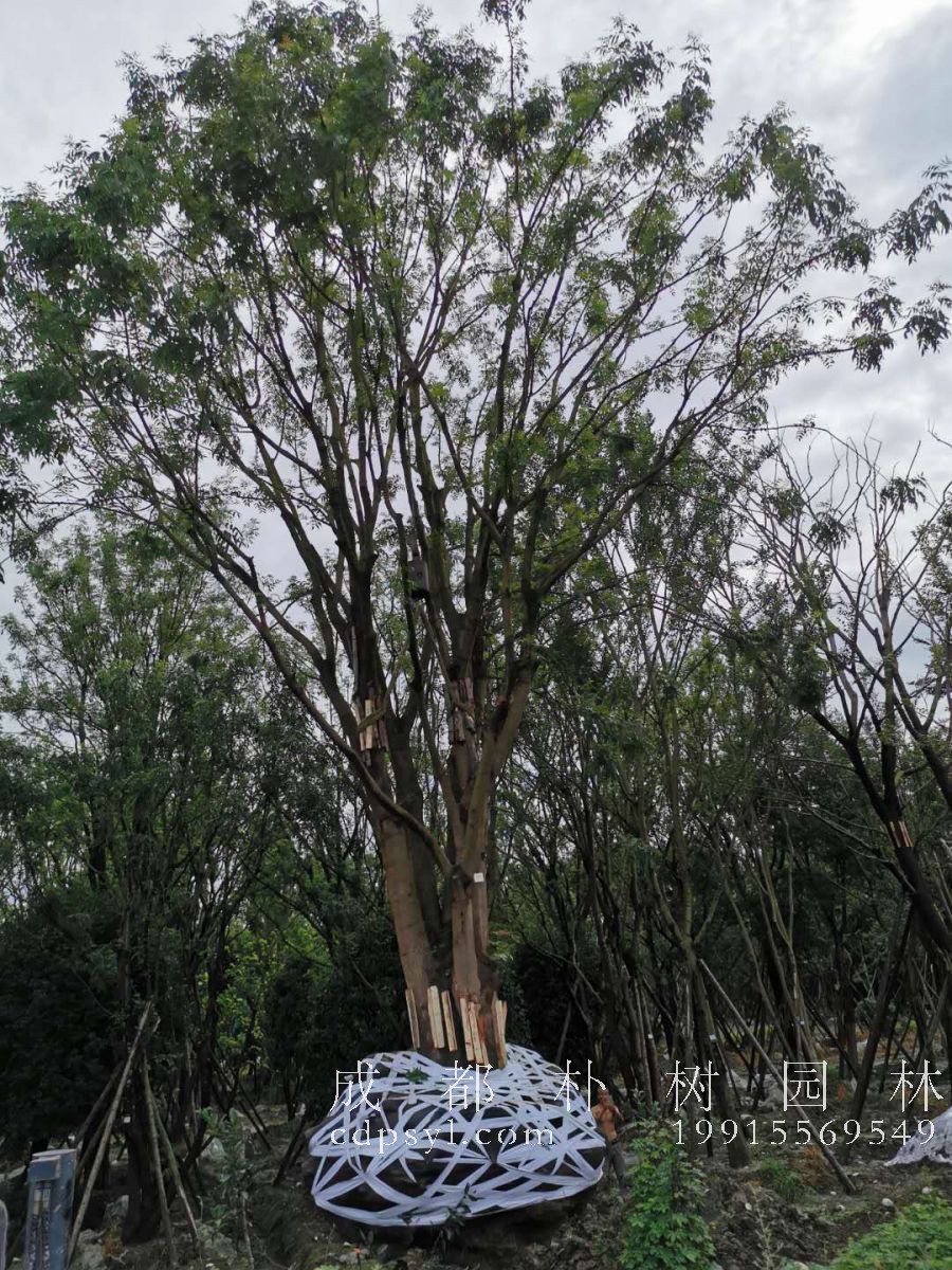 园林植物涝害防治  涝害后养护管理