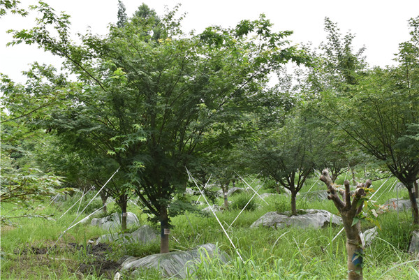 鸡爪槭11公分1700元，鸡爪槭产地在哪儿？