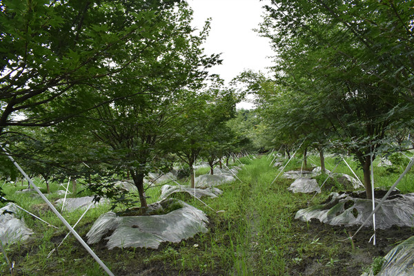 1200元-10公分鸡爪槭价格，10公分鸡爪槭产地在哪儿？