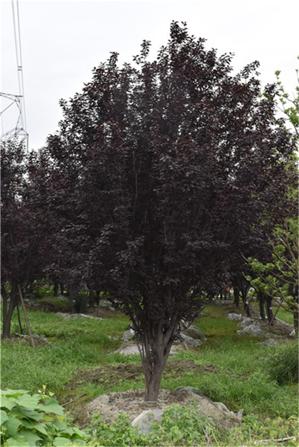 红叶李25公分多少钱，红叶李25公分产地在哪儿？