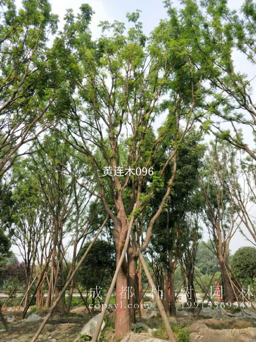 为什么说种树就是“种银行”