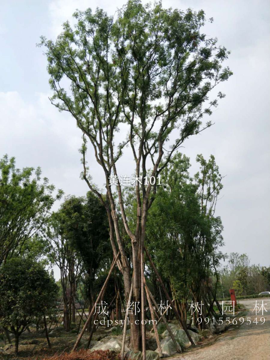 苗木的好坏怎样鉴定？这些规格术语必须知道！