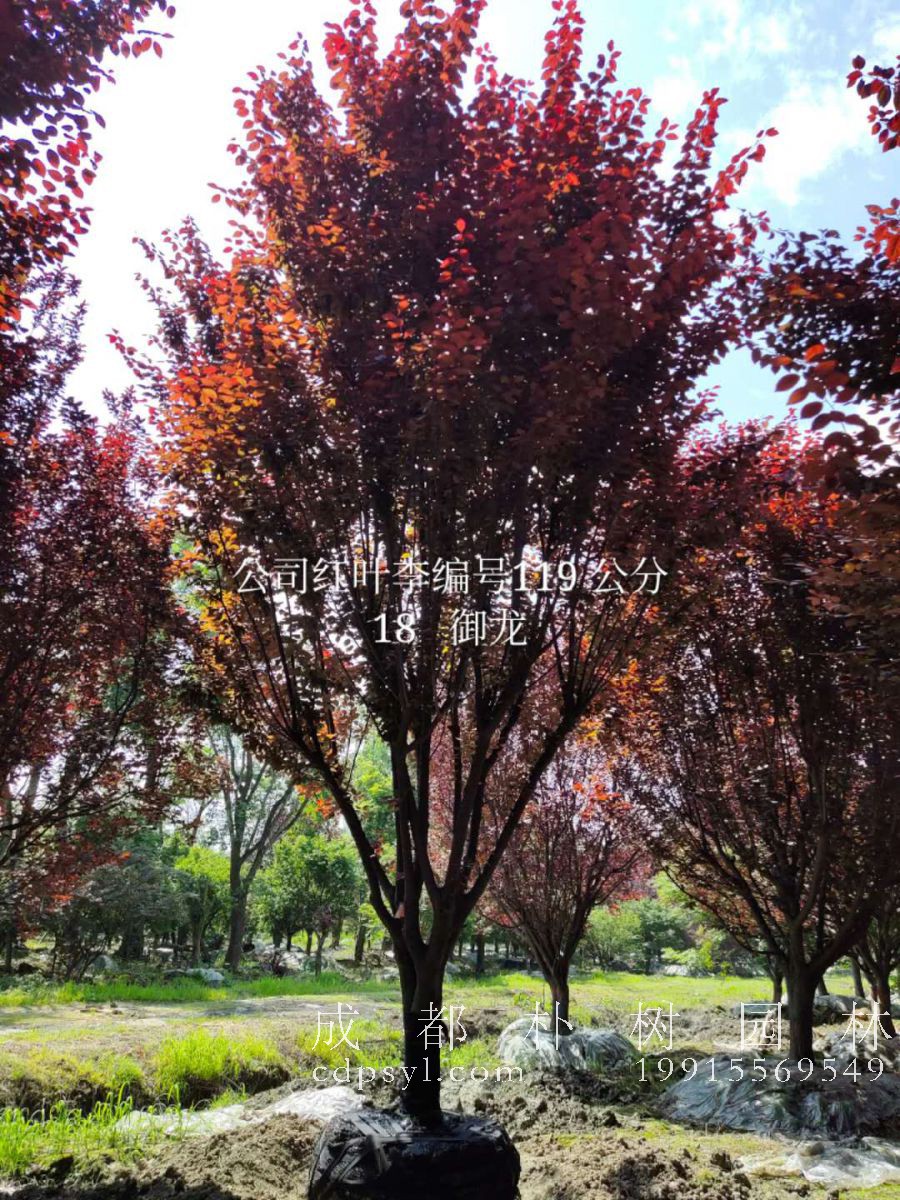 保证苗木100%存活的“十大”绝招！