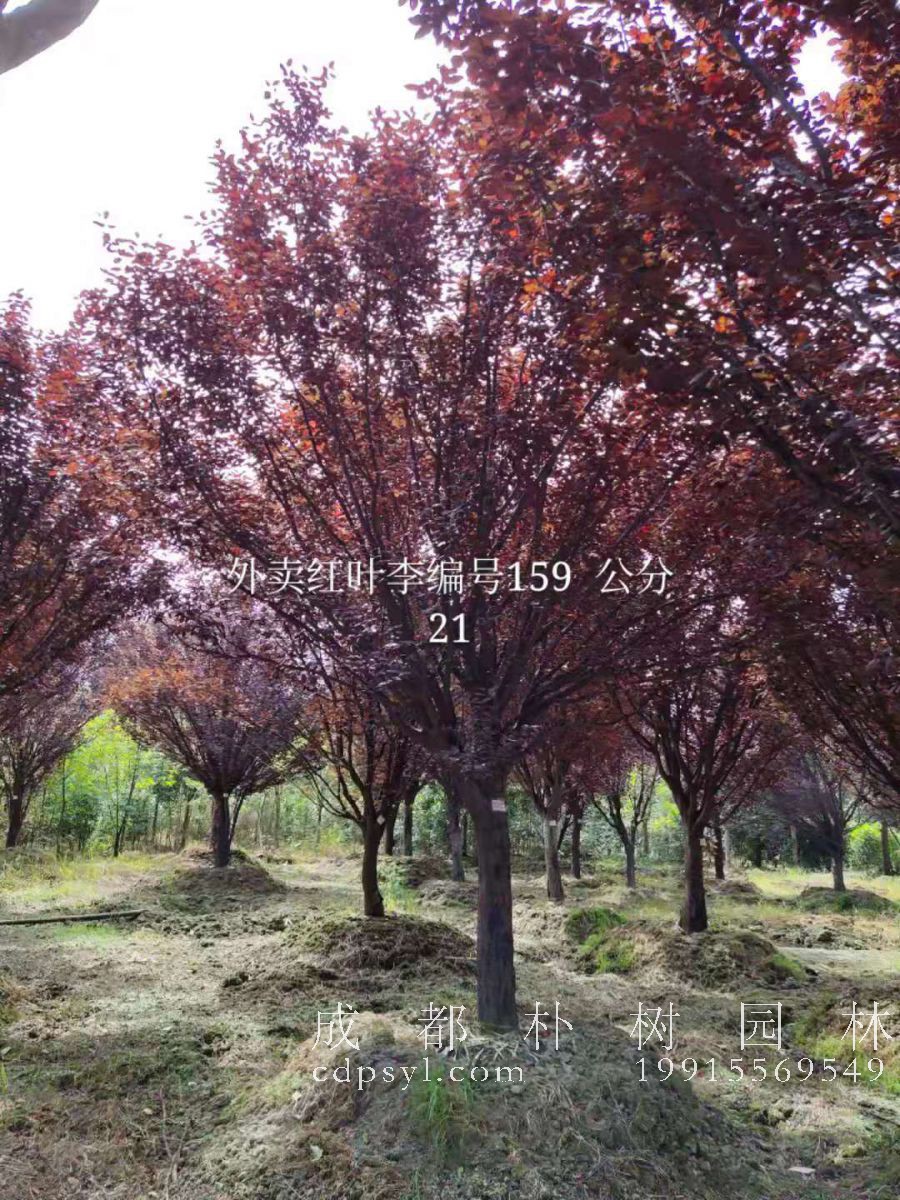 挑选苗木，光看树形可不行！这些才是根本~