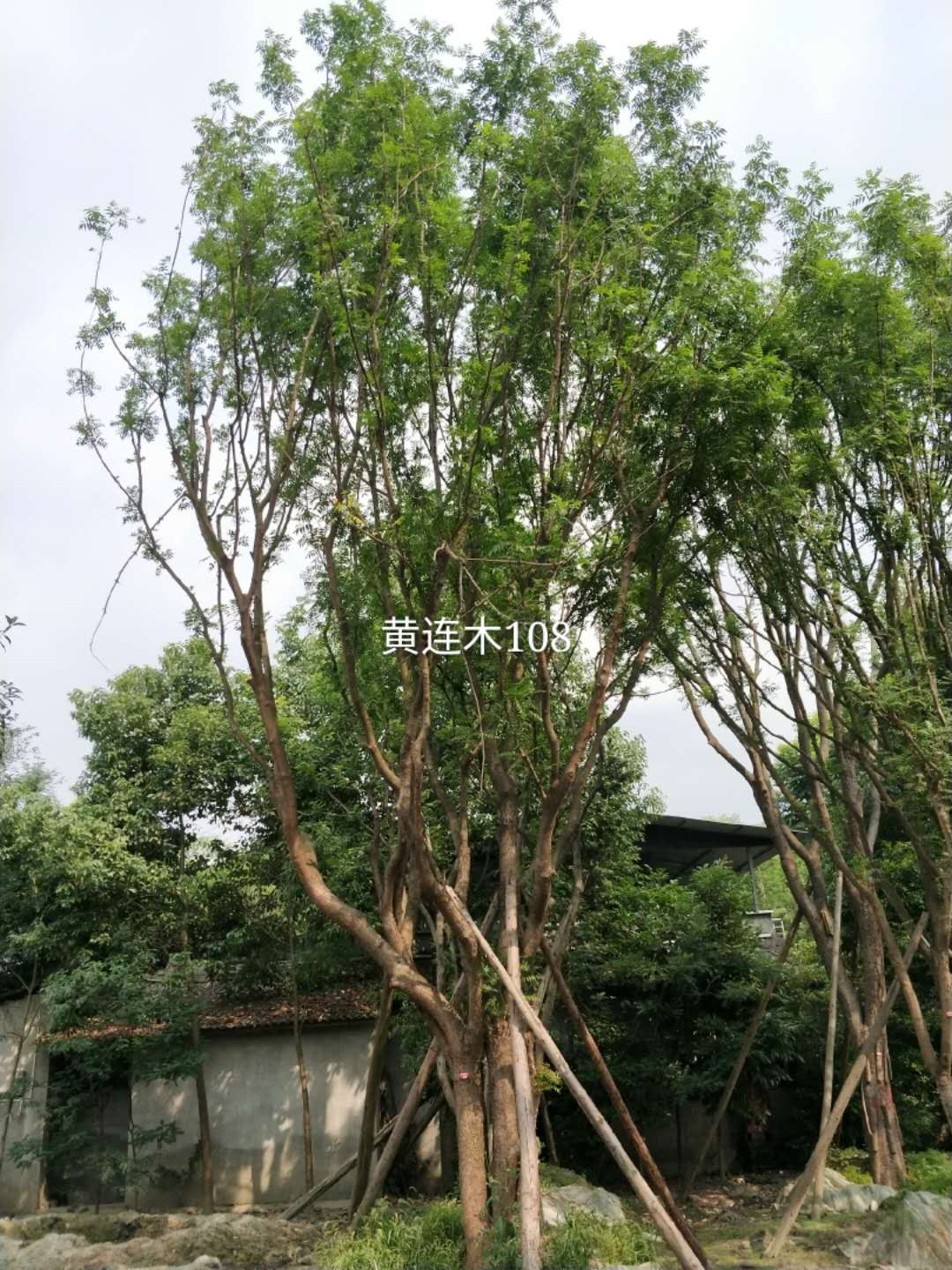 为什么说种树就是“种银行”