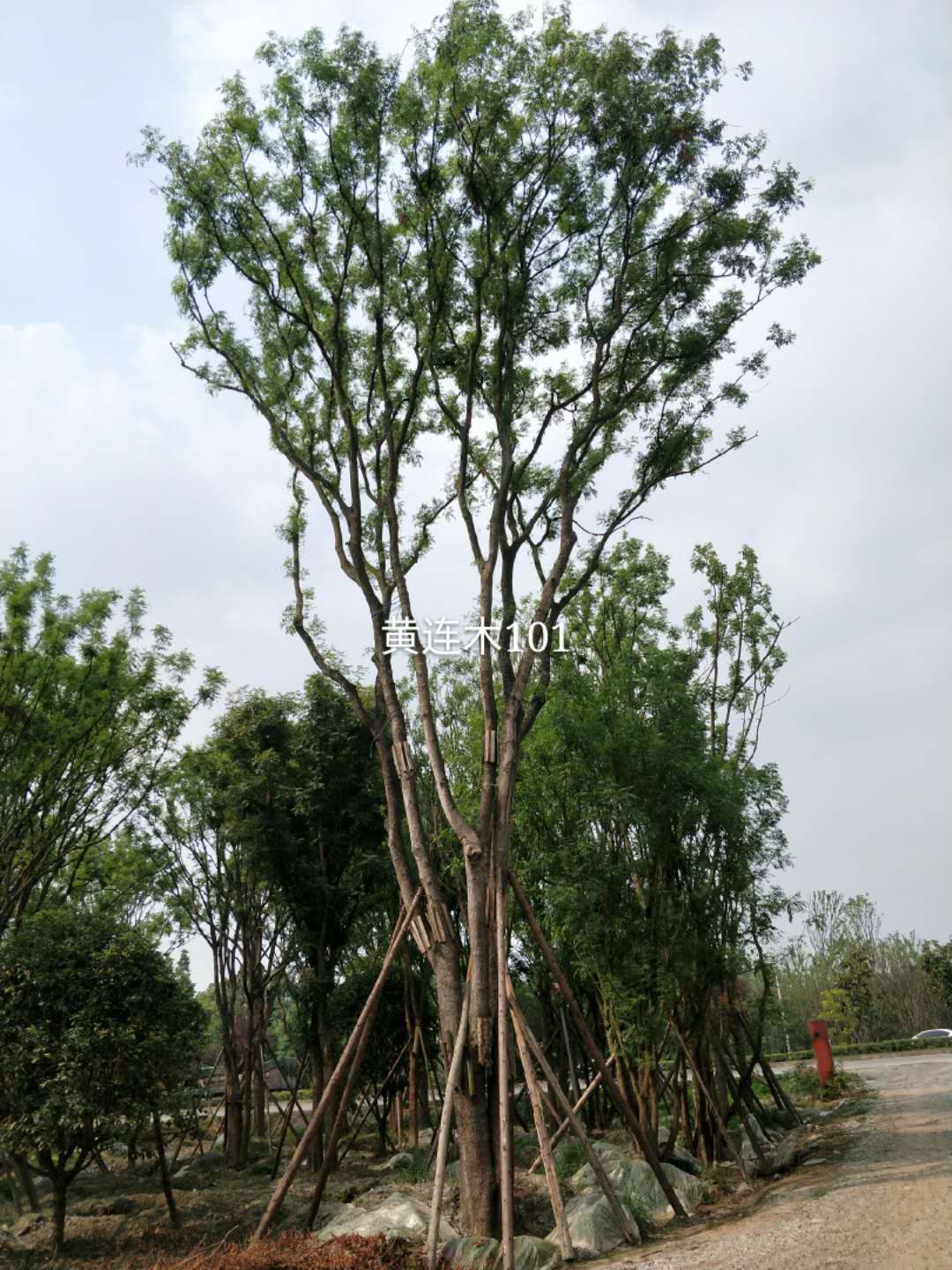 苗木的好坏怎样鉴定？这些规格术语必须知道！