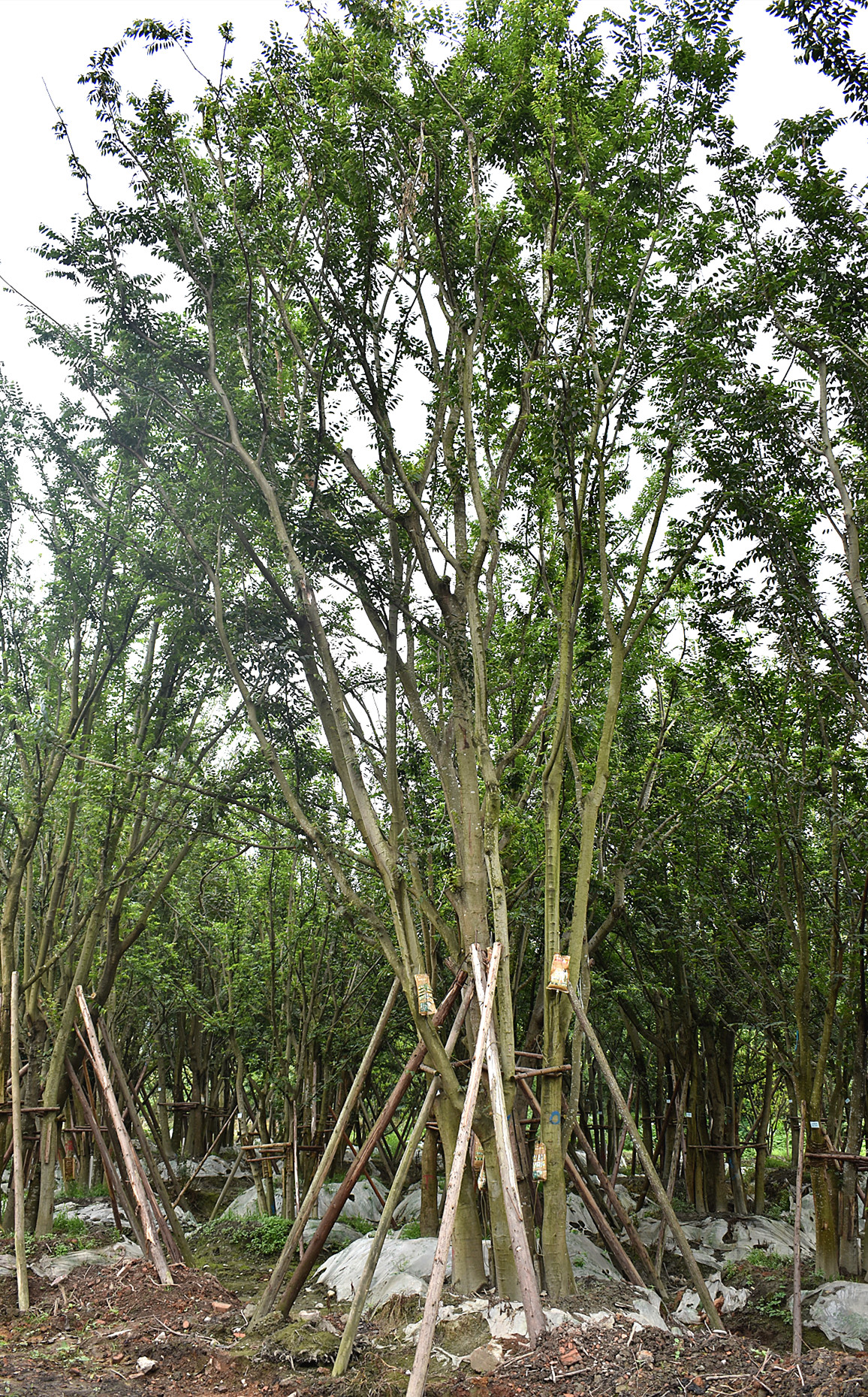 园林植物涝害防治及涝害后养护管理