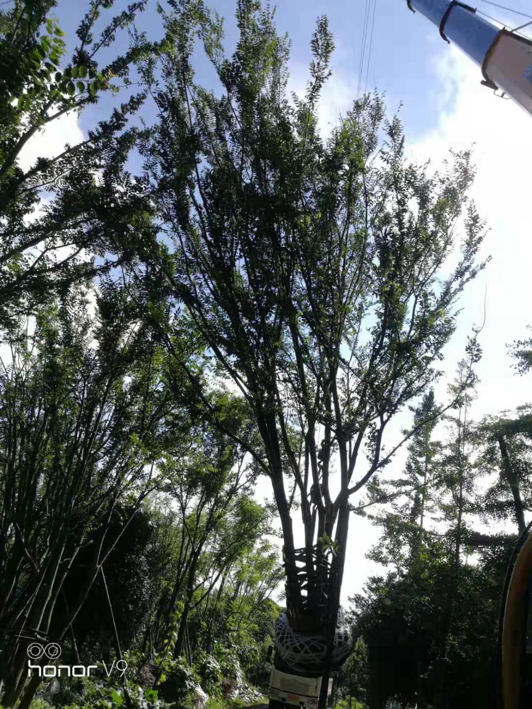 皂角树的种植效益如何，皂角树种植前景分析