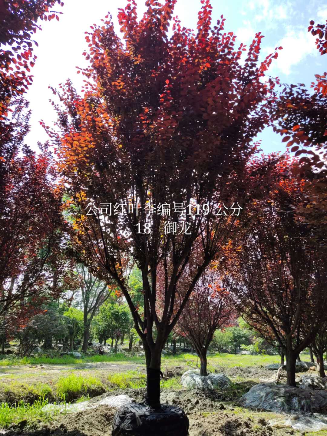 保证苗木100%存活的“十大”绝招！