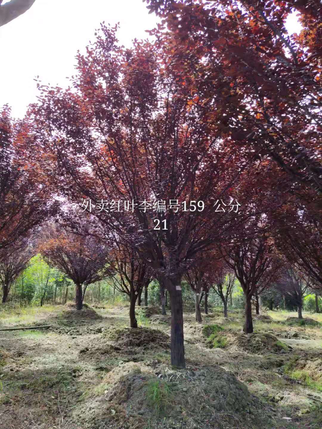 挑选苗木，光看树形可不行！这些才是根本~