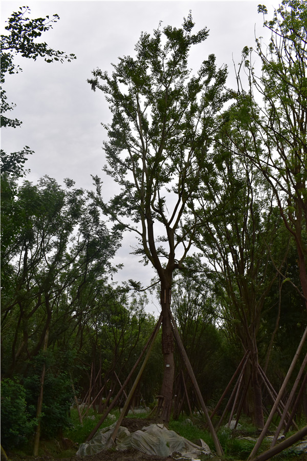 米径18公分黄连木价格，米径18公分黄连木哪儿有卖？