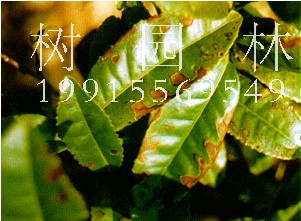 叶片大量枯黑死亡？八月注意防治炭疽病