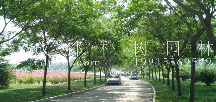 城市道路绿化技巧，学会这个技巧道路更加美丽！