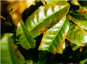 叶片大量枯黑死亡？八月注意防治炭疽病