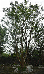 苗木的一级苗二级苗是怎么区分的？