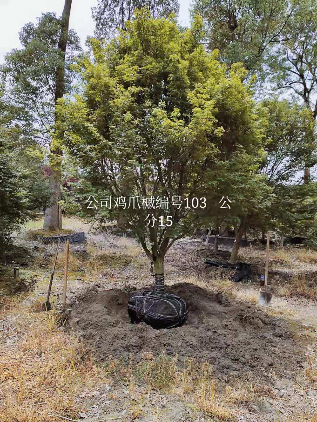 苗木分枝点到底定多高合适？怎样选择合适的分枝点