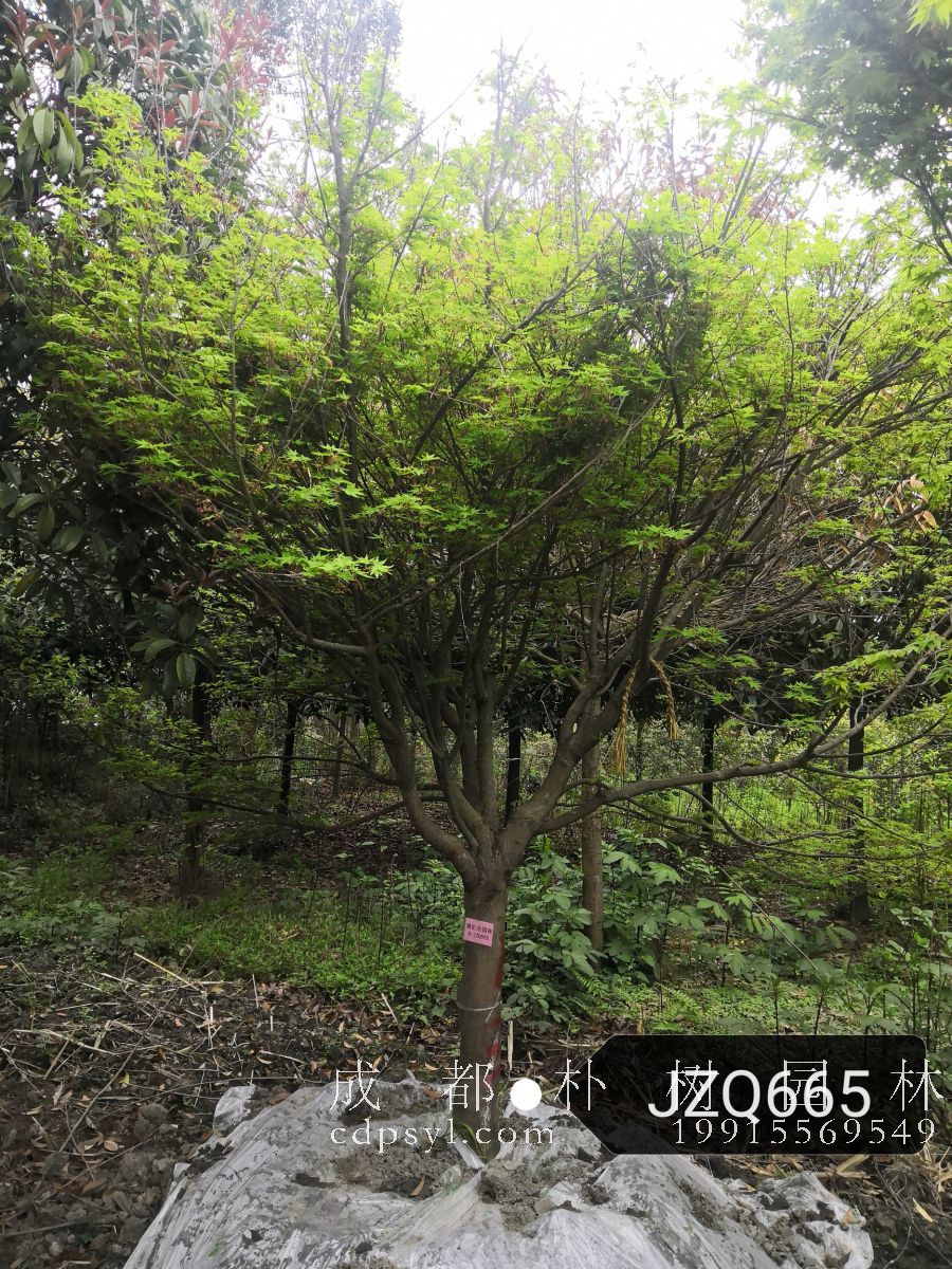 苗木分枝点到底定多高合适？怎样选择合适的分枝点