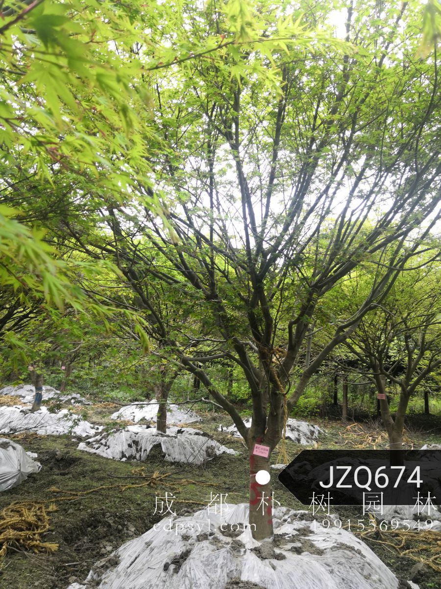 怎么区分苗木的一级苗二级苗